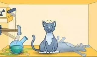 薛定谔的猫是什么 薛定谔的猫是什么